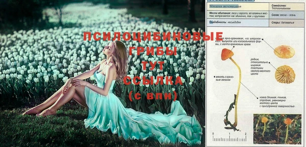 стаф Долгопрудный